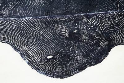 Julian Meredith Elm Cetacean