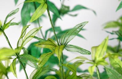 Julie Percillier Asp rule