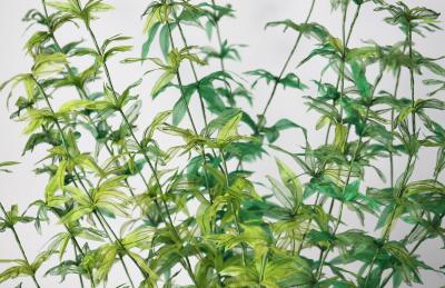 Julie Percillier Asp rule