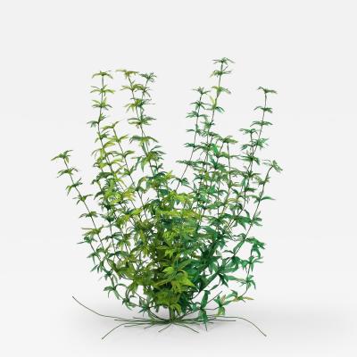 Julie Percillier Asp rule