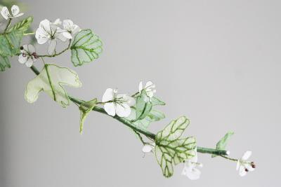 Julie Percillier Aub pine