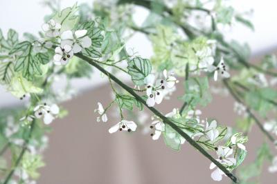 Julie Percillier Aub pine