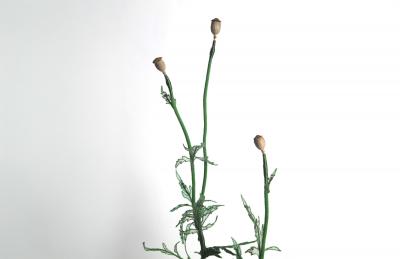 Julie Percillier Coquelicot