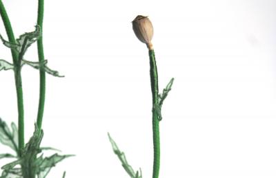 Julie Percillier Coquelicot