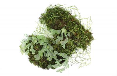 Julie Percillier Dentelle de mousse