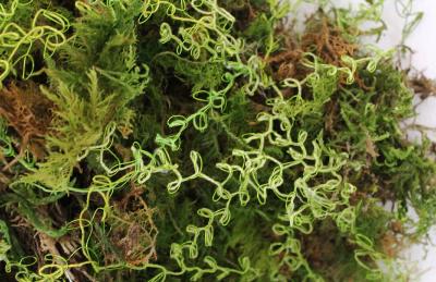 Julie Percillier Dentelle de mousse