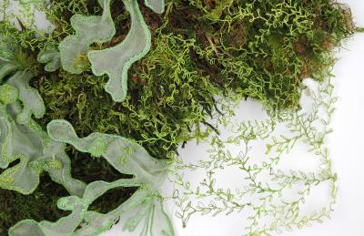 Julie Percillier Dentelle de mousse