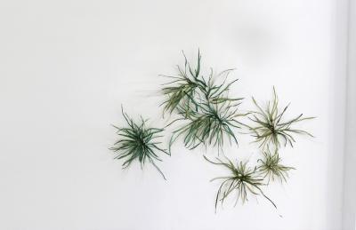 Julie Percillier Herbac es