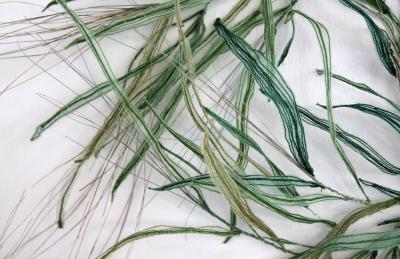 Julie Percillier Herbac es