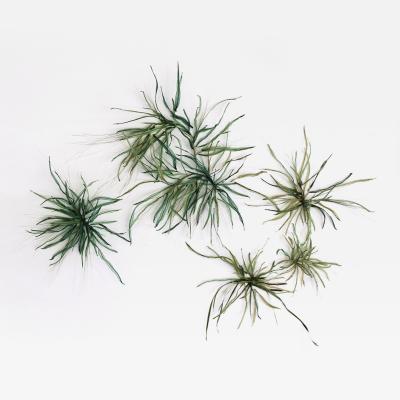 Julie Percillier Herbac es