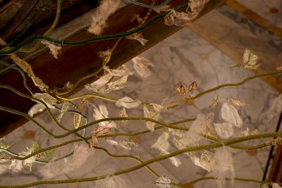 Julie Percillier Lianes