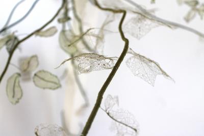 Julie Percillier Lianes