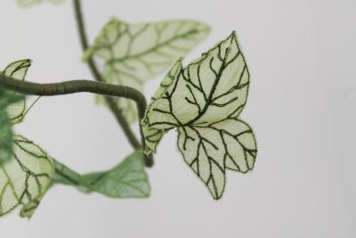 Julie Percillier Lierre