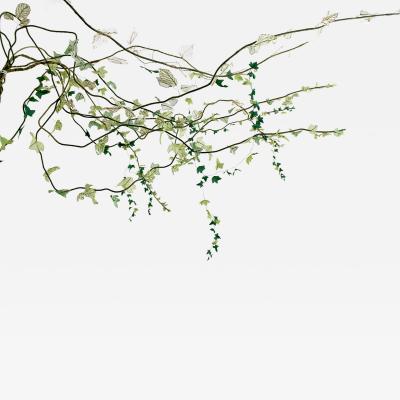 Julie Percillier Lierre