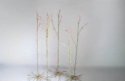 Julie Percillier Lineceae