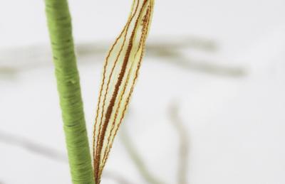 Julie Percillier Lineceae