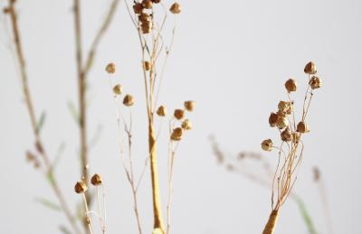 Julie Percillier Lineceae