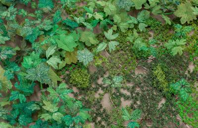 Julie Percillier Mousse verdoyante