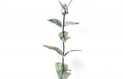 Julie Percillier Orties