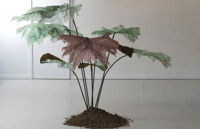 Julie Percillier Rhubarbe g ante