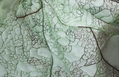 Julie Percillier Rhubarbe g ante