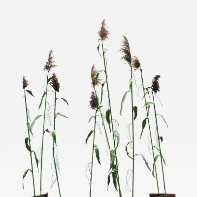 Julie Percillier Roseaux communs