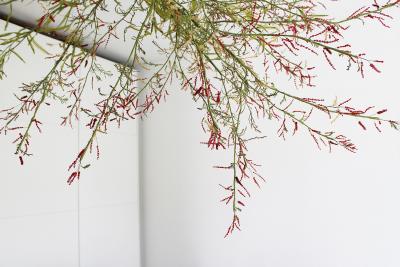 Julie Percillier Tamaris m lodie des feuillages