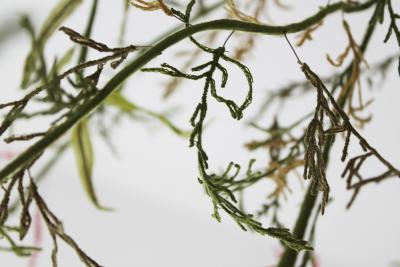 Julie Percillier Tamaris m lodie des feuillages