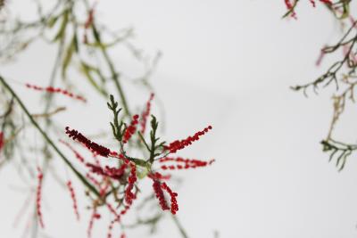 Julie Percillier Tamaris m lodie des feuillages