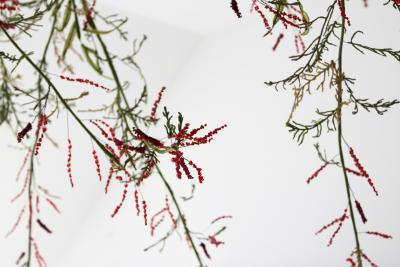 Julie Percillier Tamaris m lodie des feuillages