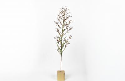 Julie Percillier Vergerette du Canada