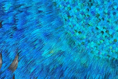 Julien Vermeulen Black Argos V