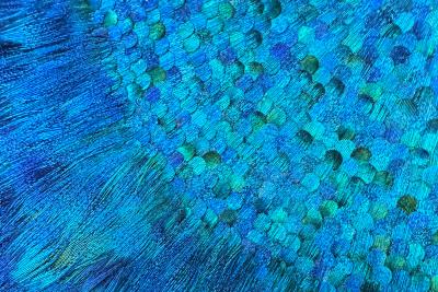 Julien Vermeulen Black Argos V