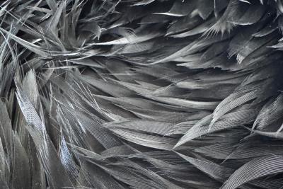 Julien Vermeulen Black Tornado