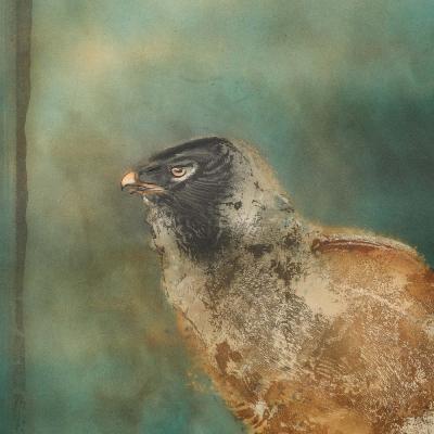 KAIKO MOTI Kaiko MOTI LAiglon Aqua Tinted Color Etching Signed in Graphite