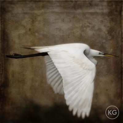 Kate Griswold Egret 