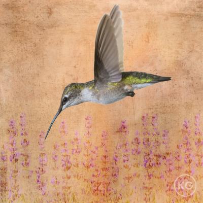 Kate Griswold Hummingbird 2