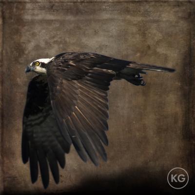 Kate Griswold Osprey 1