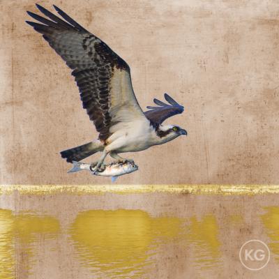 Kate Griswold Osprey 2