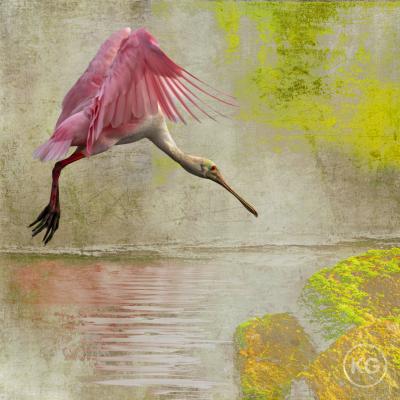 Kate Griswold Spoonbill 