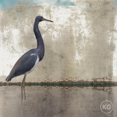 Kate Griswold Tricolored Heron 