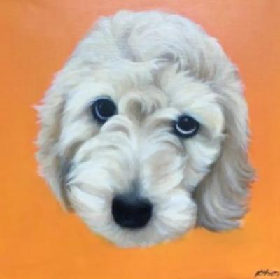 Kathy Hoets Kathy Hoets Pet Projects Orangesicle Labradoodle
