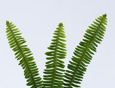 Kerry Joyce Fern Fusion