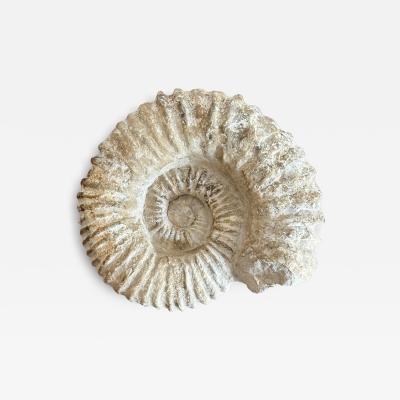Large Ammonite Fossil