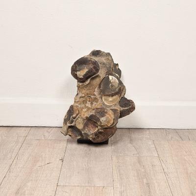 Large Ancient Concretion of Fossilized Shells Sediment Likely Cambrian Period