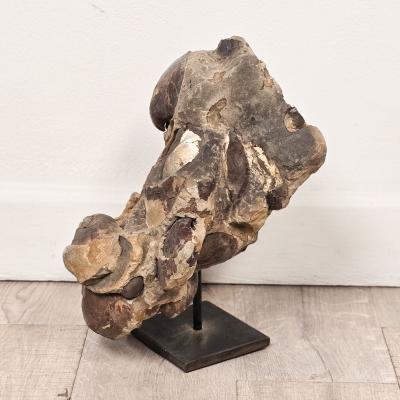 Large Ancient Concretion of Fossilized Shells Sediment Likely Cambrian Period