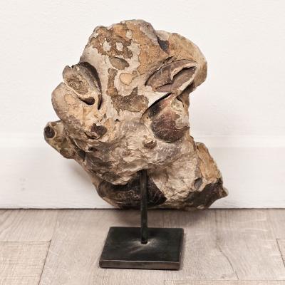 Large Ancient Concretion of Fossilized Shells Sediment Likely Cambrian Period