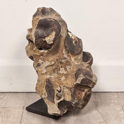 Large Ancient Concretion of Fossilized Shells Sediment Likely Cambrian Period