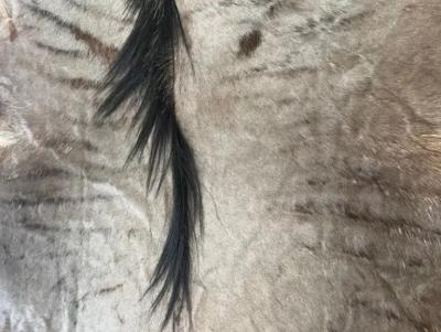 Large Blue Wildebeest Antelope Carpet Rug from Kenya British Colonial Era