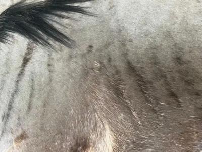 Large Blue Wildebeest Antelope Carpet Rug from Kenya British Colonial Era